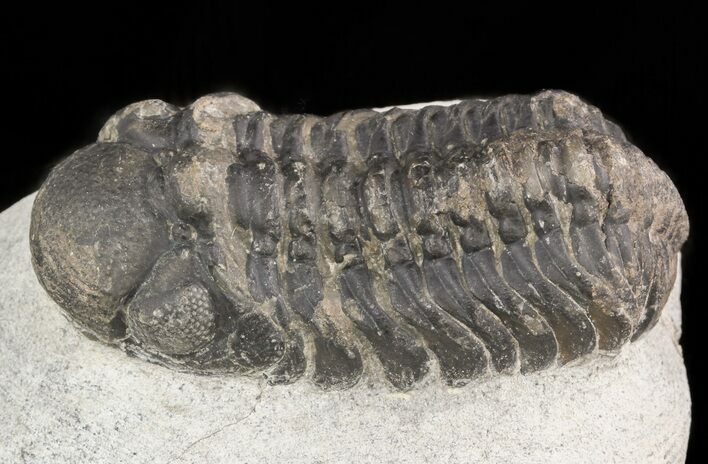 Bargain, Austerops Trilobite - Morocco #47433